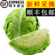 山东寿光青甘蓝新鲜沙拉卷心菜大头菜顺丰 包邮