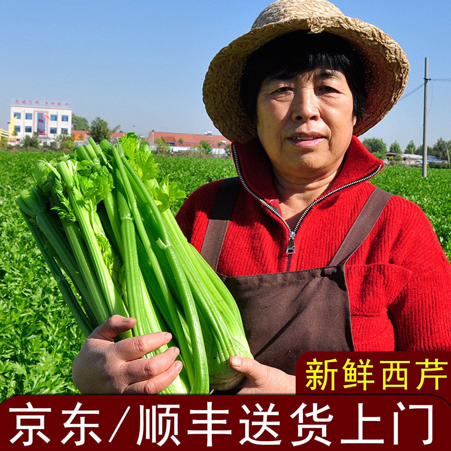 美邻惠享家新鲜西芹大棵半叶芹菜榨汁专用山东青菜蔬菜产地直发