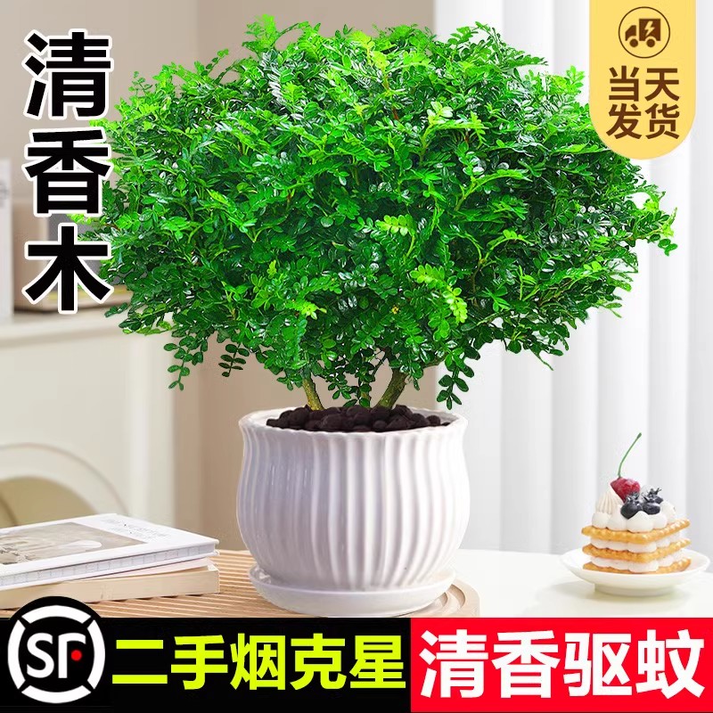 正宗清香胡椒木盆栽室内驱蚊草