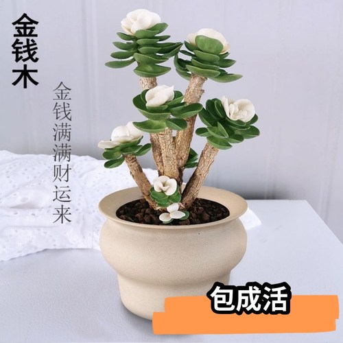 金钱盆栽多肉植物招财办公桌