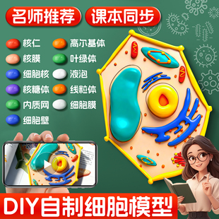 细胞模型制作材料包七年级上动植物真核细胞手工diy黏土成品初一生物作业线粒体细菌自制初高中生物三维真核
