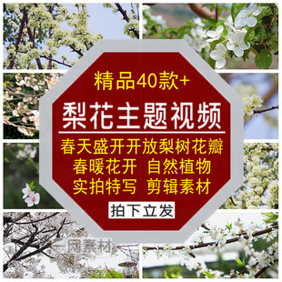 梨花主题视频春暖天盛开放白色花瓣梨树自然植物特写实拍剪辑素材