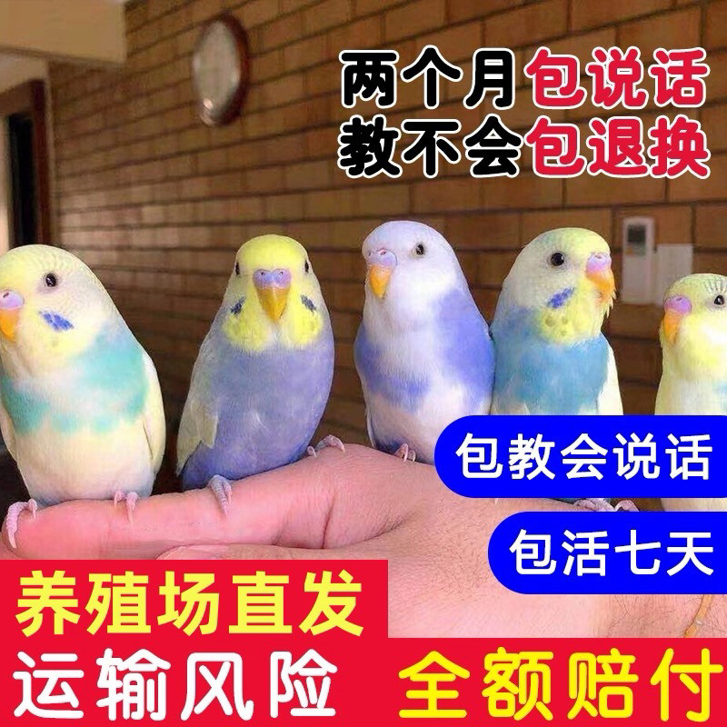 鸟活物鹦鹉活鸟虎皮鹦鹉小鸟会学说话的宠物鸟类云斑鹦鹉小宠物鸟