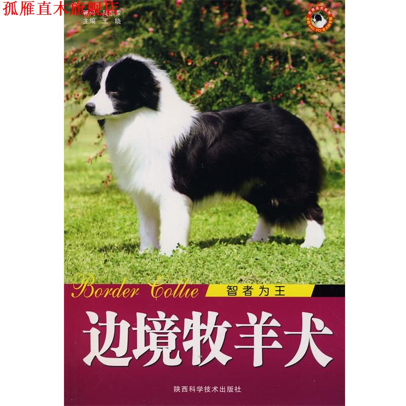 【正版书】 边境牧羊犬智者为王 王晓 陕西科学技术出版社