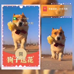 狗子送花vx红包封面动态音乐定制2025新款非永久序列号蛇年仪式感