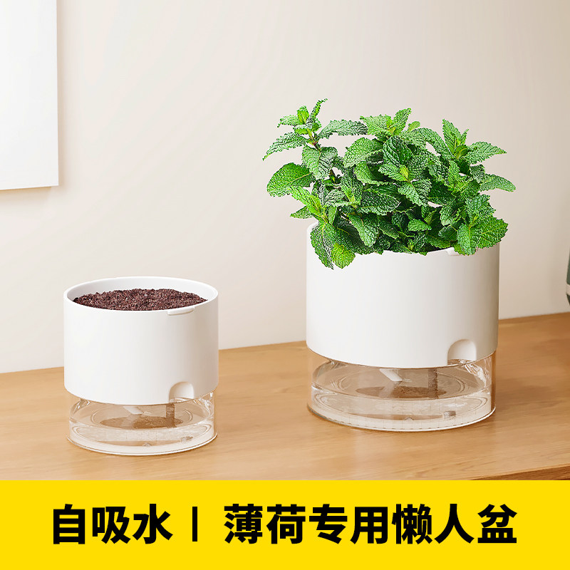 薄荷专用花盆种植可食用香水薄荷的花盆桌面水培懒人自动吸水盆栽