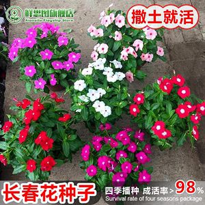 粉红长春花种子四季多花