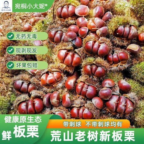 2026新板栗应季现摘带刺生板栗子
