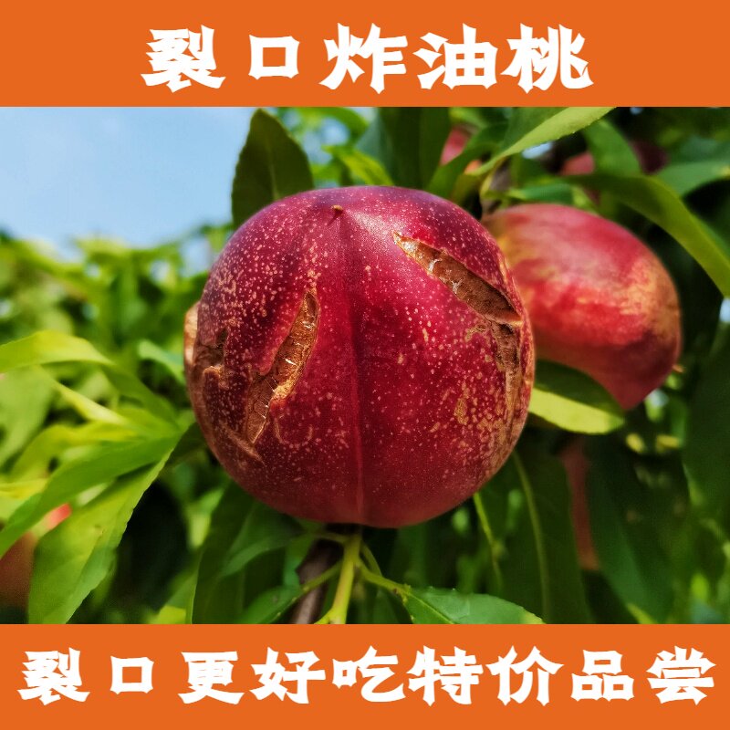 黄肉油桃露天现摘麻点红油桃应季水果当季桃子非黄金蜜桃孕妇水果