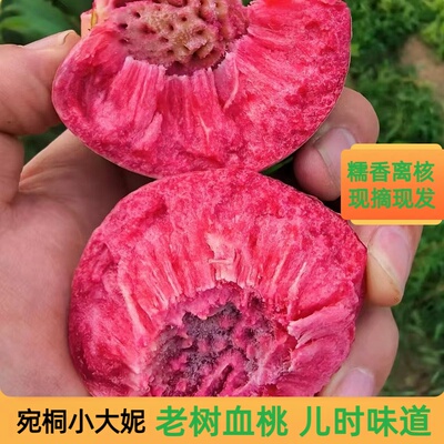 河南南阳桐柏老树血桃糯香离核