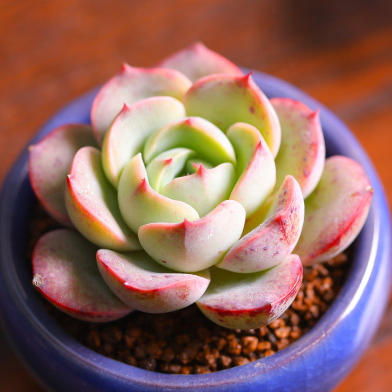 华美多肉植物组合盆栽绿植花卉肉嘟嘟办公室阳台