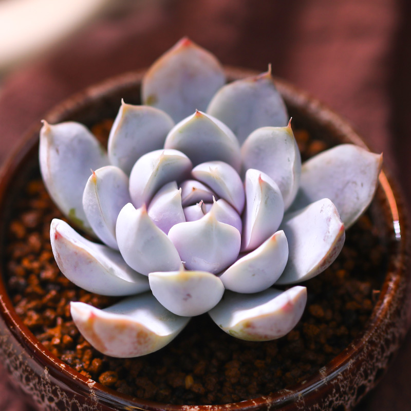 雪兔多肉植物花卉稀有精品超萌室内鲜花绿植盆栽新手阳台