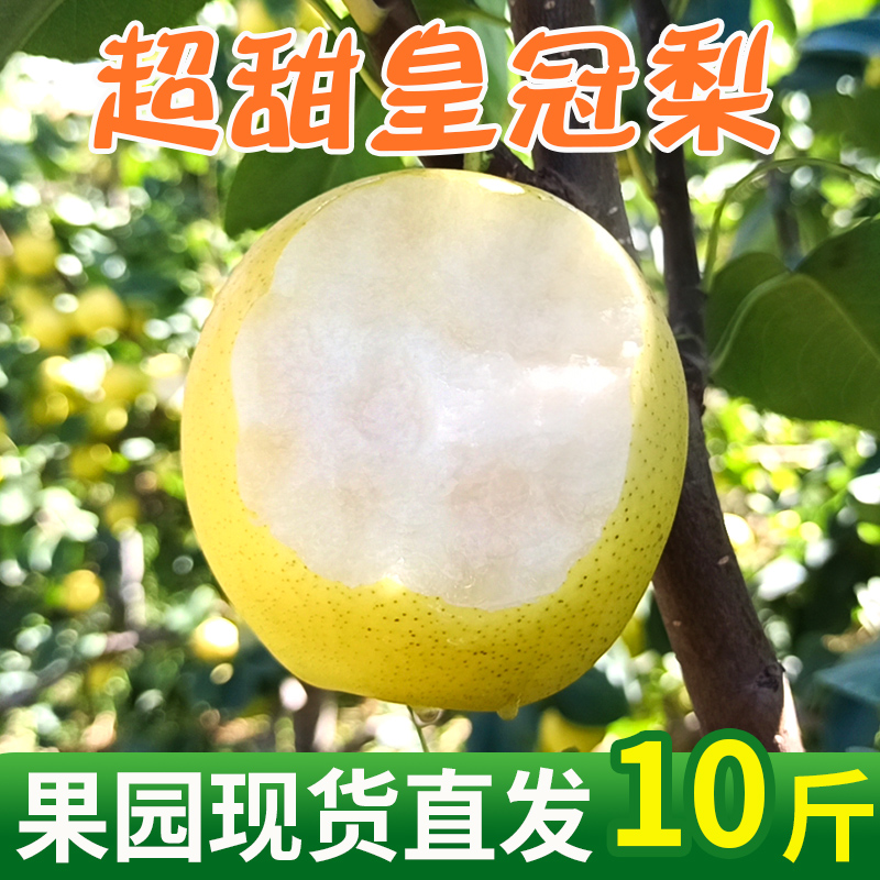 河北正宗皇冠梨新鲜青皮梨10斤新鲜雪梨时令水果脆甜水晶梨果园 水产肉类/新鲜蔬果/熟食 梨 原图主图