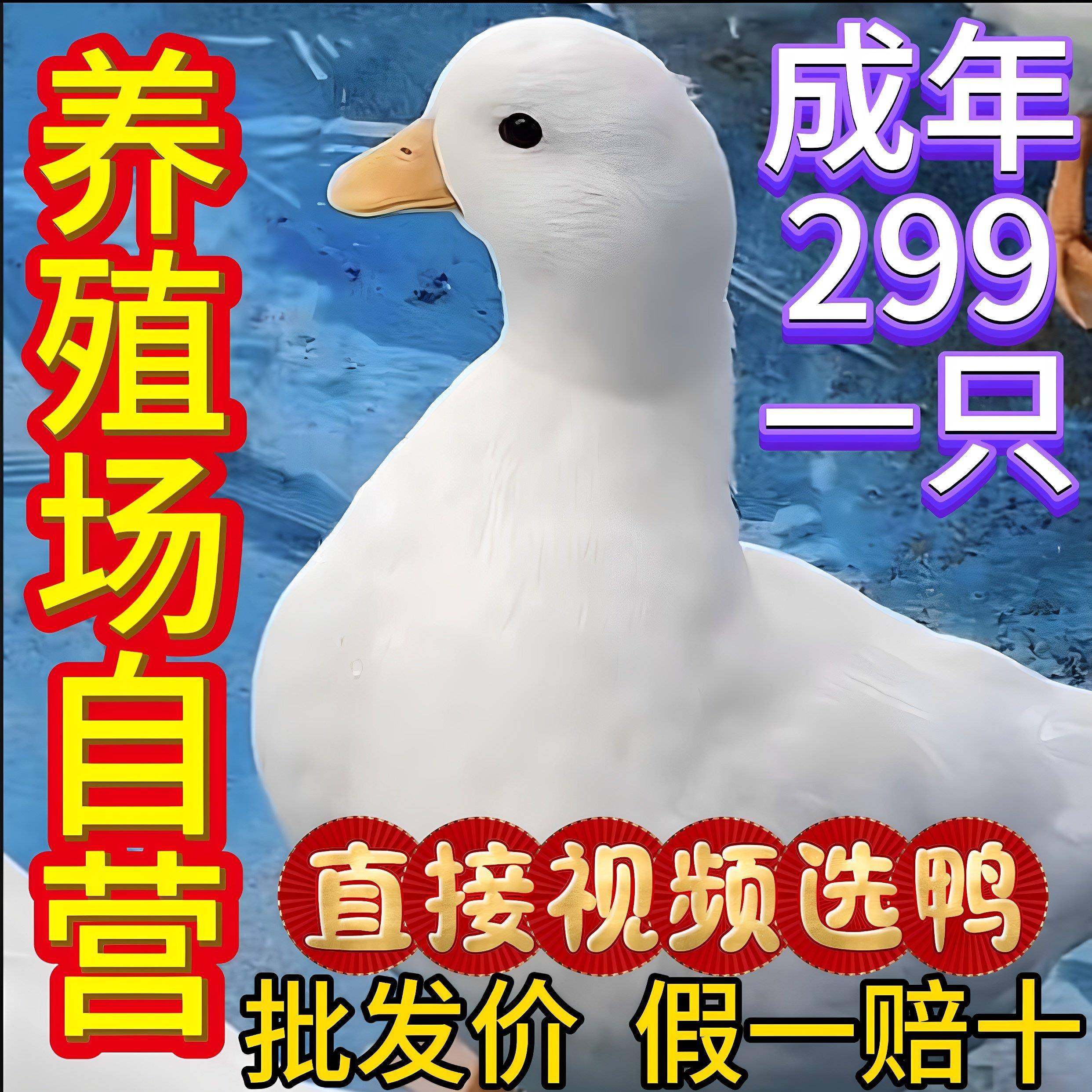 柯尔鸭 可达宠物鸭赛级S级科尔鸭蛋成年公母纯种鸭孵化蛋幼鸭幼崽,宠物/宠物食品及用品,宠物鸭,淘宝优惠券,粉丝福利购,淘宝优惠卷