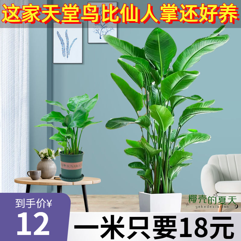 天堂鸟北欧植物盆栽室内大型植物鹤望兰客厅净化空气绿植盆栽使用感如何?
