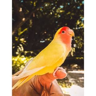 牡丹鹦鹉活鸟爱情鸟亲人粘人好上手活泼听话好养活适合手养的宠物