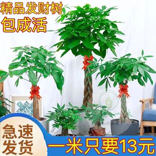 大发财树昆明绿色盆栽大型绿植客厅办公室花卉开业乔迁送礼装饰