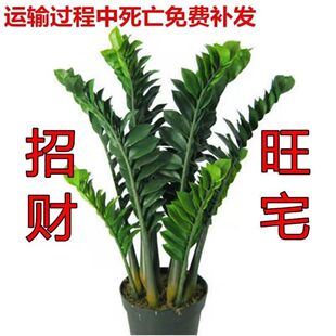 金钱树盆栽摇钱树花苗发财树花卉盆室内绿植物客厅办公室桌面盆景