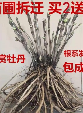 洛阳牡丹花苗大苗9-14分枝大花重瓣正宗洛阳当年开花盆栽观花庭院