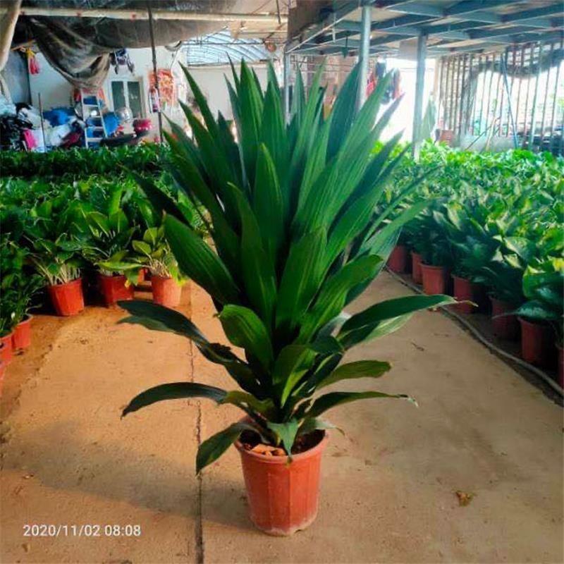 也门铁盆栽室内螺纹铁办公室白雪公主雅丽皇后绿植净化空气好养活