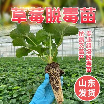 无毒四季草莓苗秧盆栽食用 带土穴盘新苗无土栽培奶油阳台种植