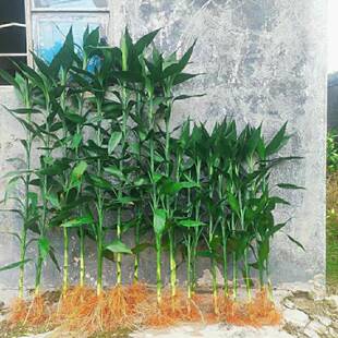 1米至2米高粗壮带根富贵竹易养家用办公室水培绿植招财竹风水摆件