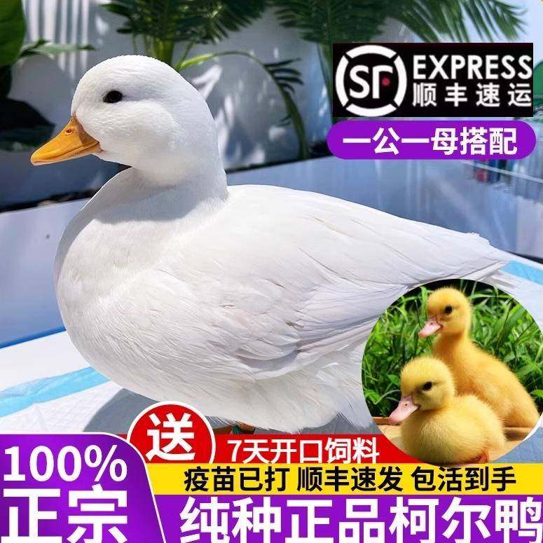 纯种柯尔鸭SS活宠物鸭活苗可达鸭活体小鸭儿童鸭网红小鸭顺丰包活,宠物/宠物食品及用品,宠物鸭,淘宝优惠券,粉丝福利购,淘宝优惠卷