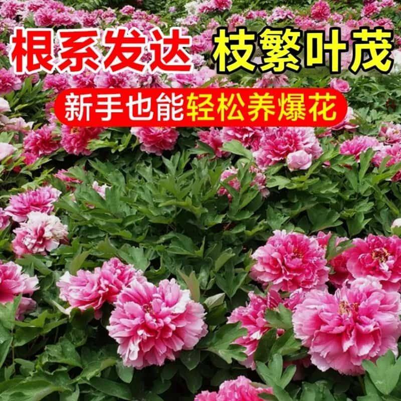 洛阳牡丹花树苗盆栽带花苞花芽正宗国花真品重瓣大苗室内