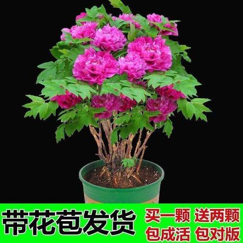其他花木卉本室外季四