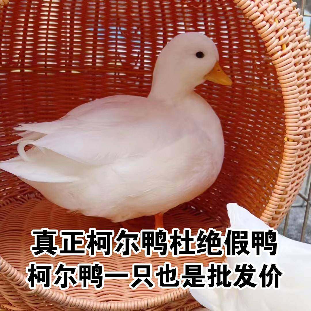 纯种柯尔鸭活苗宠物鸭子成年柯尔鸭荷兰可达鸭观赏鸭柯尔鸭种蛋,宠物/宠物食品及用品,宠物鸭,淘宝优惠券,粉丝福利购,淘宝优惠卷