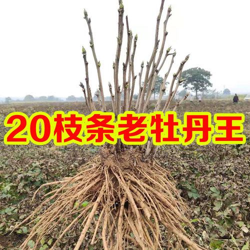 【20支以上】超大牡丹老桩洛阳正宗牡丹花苗重瓣庭院树苗花盆栽