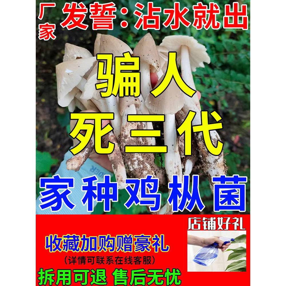 鸡枞菌菌种种植包懒人自种野生菌金针菇蘑菇羊肚菌四季高产可食用