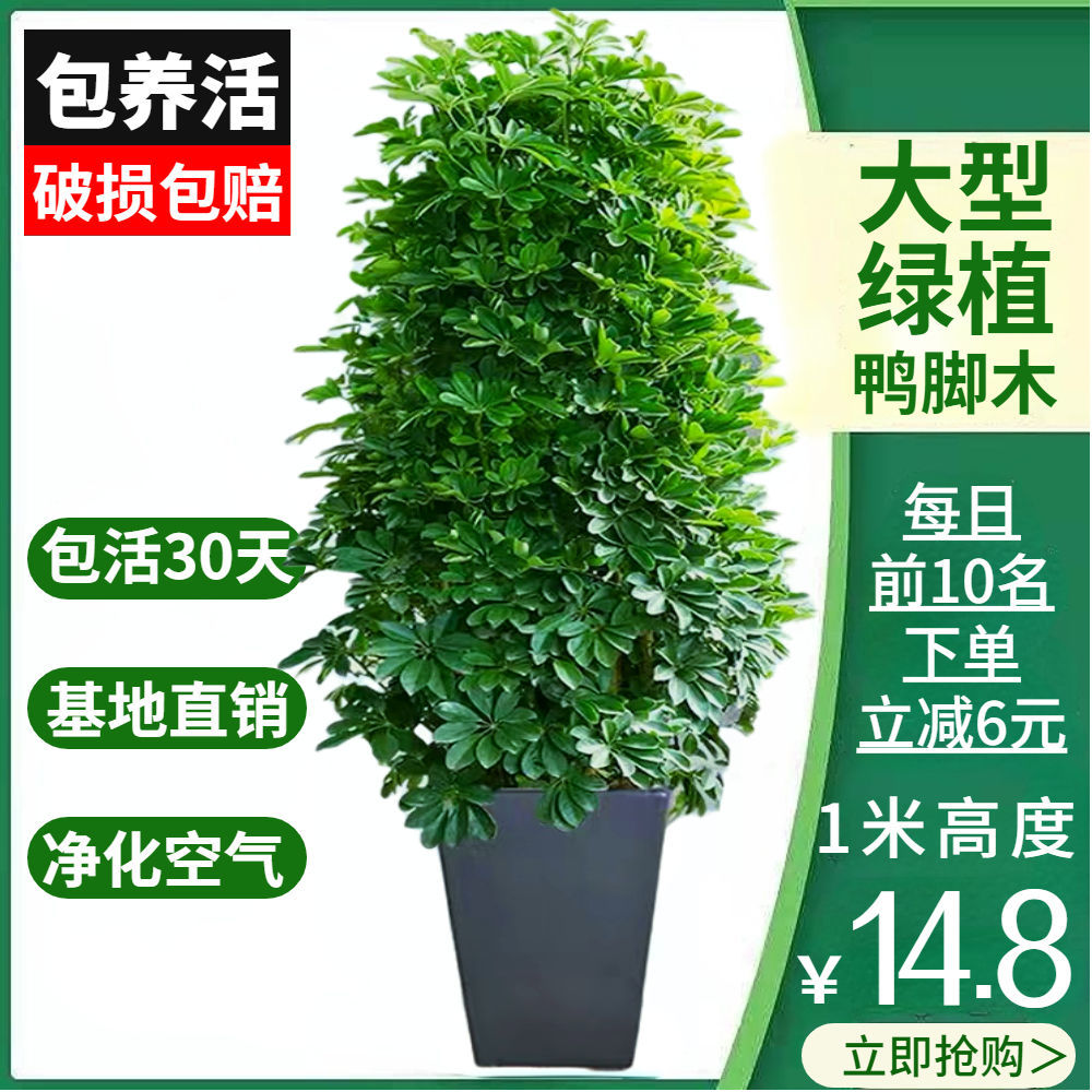 大型室内客厅盆栽花卉八方来财鸭脚木绿植七叶莲发财树鸭掌木