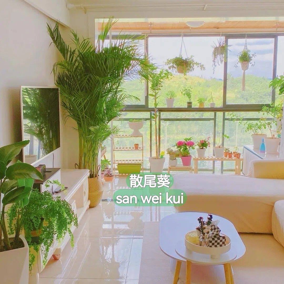 大型绿植热带大叶植物散尾葵绿植凤尾竹大型室客厅办公室盆栽植物