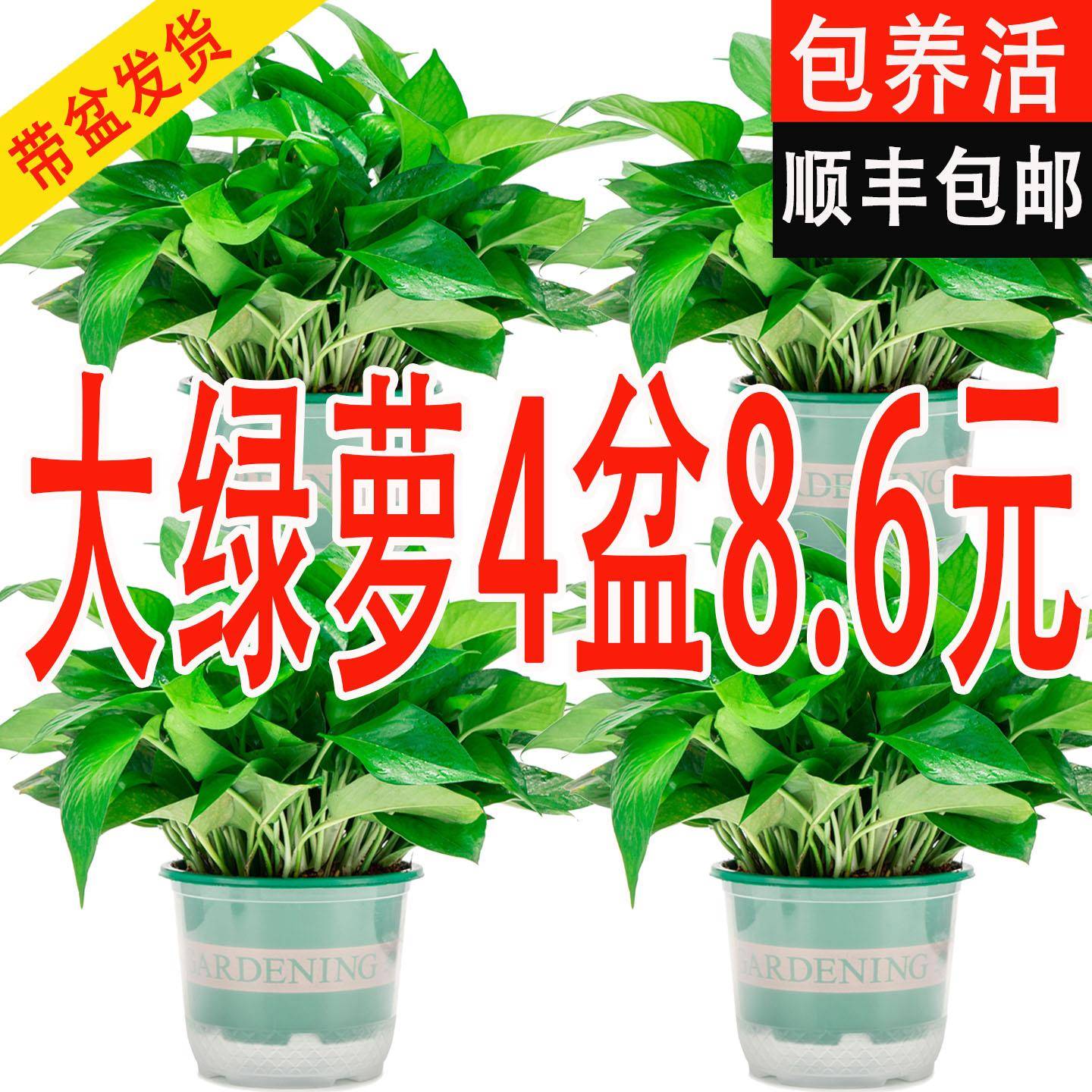 新房绿萝盆栽室内客厅绿植花卉净化空气长藤绿箩植物吊兰室内金钻