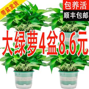 新房绿萝盆栽室内客厅绿植花卉净化空气长藤绿箩植物吊兰室内金钻