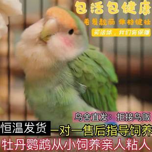 牡丹鹦鹉黄桃绿桃活鸟活物幼鸟亲人粘人好上手的可爱活泼小型宠物