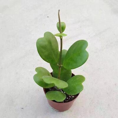 【心叶球兰老桩】会开花多肉植物 室内阳台净化空气 新手好养包邮