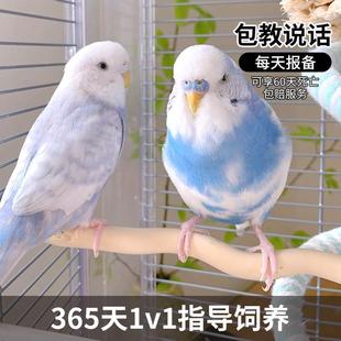 虎皮鹦鹉活鸟幼鸟雏大头虎皮鹦鹉一公一母会学说话的手养小鸟活鸟