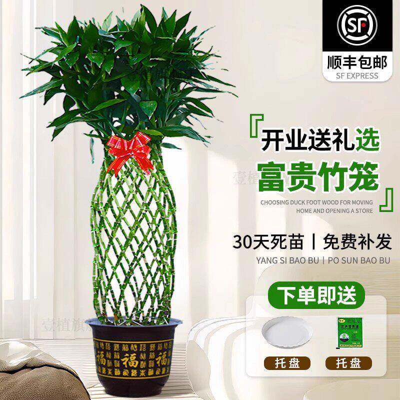富贵竹水培植物富贵竹笼盆栽造型大型绿植办公室桌面乔迁送礼开业