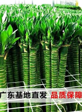 带跟龙竹观音竹荷花竹发财竹富贵竹植物水养客厅四季绿植水培花卉