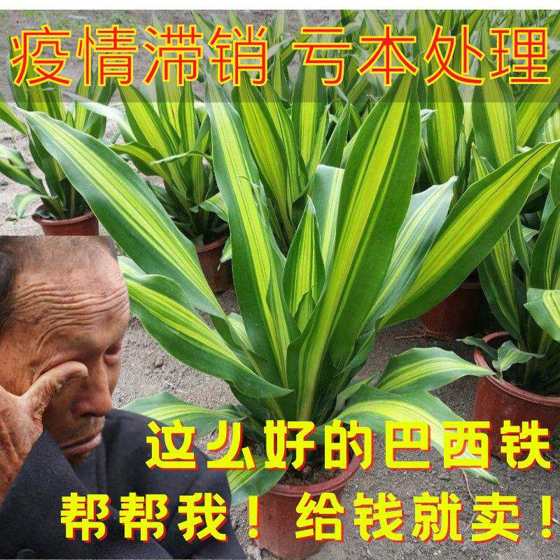 金心也门铁盆栽巴西铁室内大型客厅办公花卉观叶绿植巴西铁树老桩