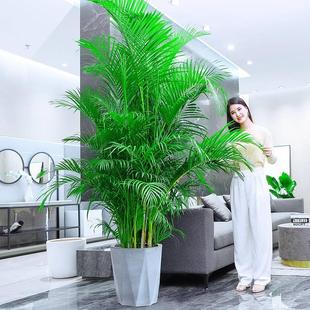 北京大型凤尾竹散尾葵室内绿植盆栽竹子富贵椰子植物客厅树办公室