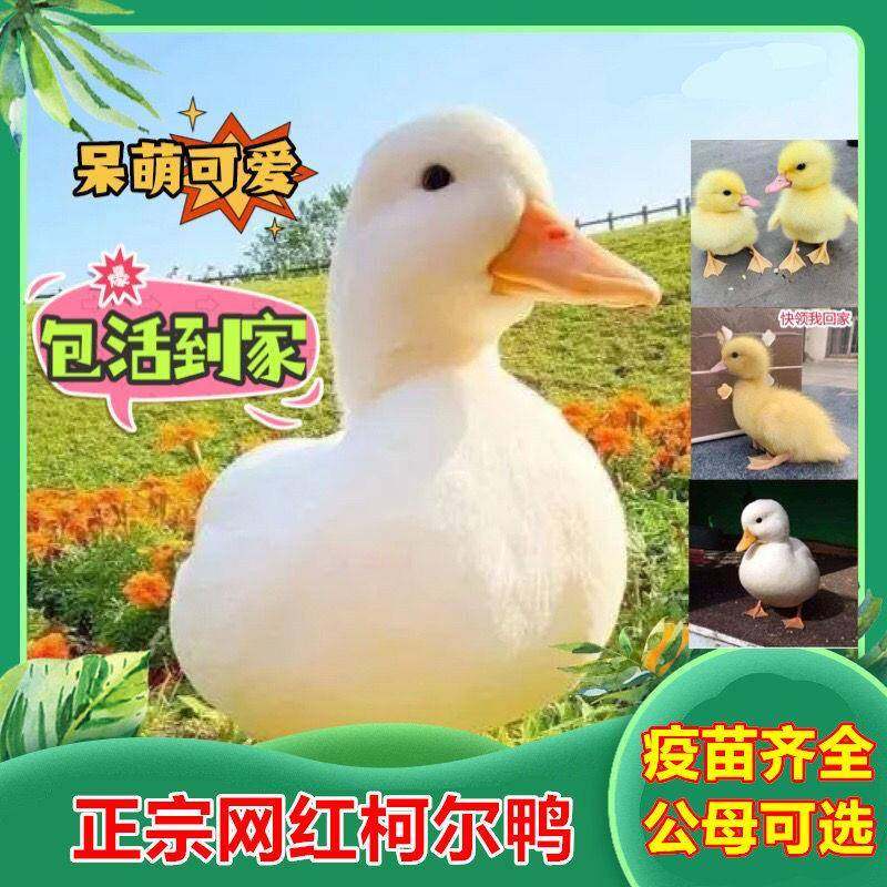 柯尔鸭活宠物网红柯尔鸭活物宠物观赏鸭纯种科尔可达小黄鸭子活体,宠物/宠物食品及用品,宠物鸭,淘宝优惠券,粉丝福利购,淘宝优惠卷