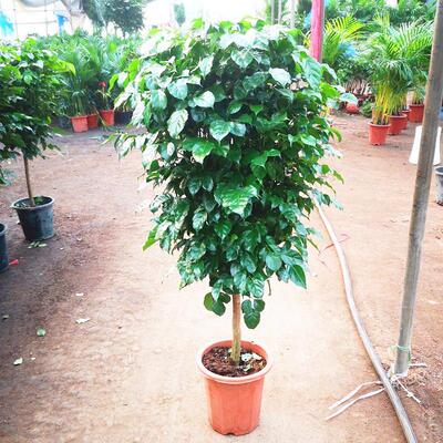 绿宝老桩幸福树苗平安发财树盆栽客厅室内四季常绿桌面绿植盆景