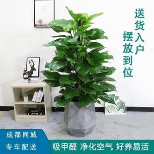 大绿萝盆栽吸除去甲醛植物办公室客厅室内绿植大叶绿萝花卉绿萝柱