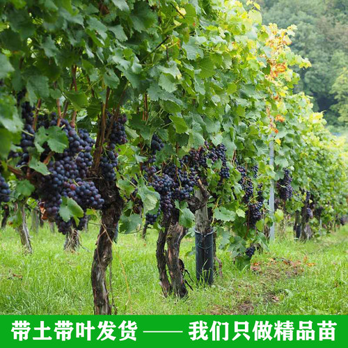 盆栽地栽葡萄树苗耐寒原土特大