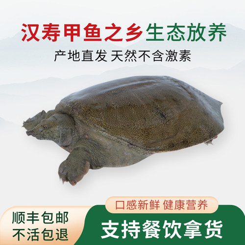 汉寿甲鱼产地直发生态放养
