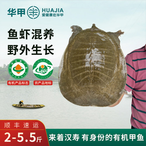 汉寿有机甲鱼天然富硒2斤起