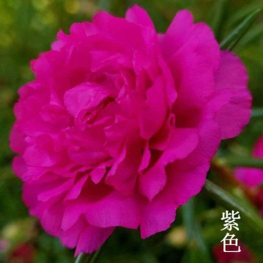 太阳花老桩重瓣紫色牡丹玫红王多年生老桩带根可以越冬耐热好养.